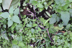 Didymocarpus meeboldii